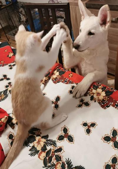 Milka, a ginger and white kitten, and Raven, a white puppy, standing on their back legs at a table with a Christmas table, touching paws like a high five.